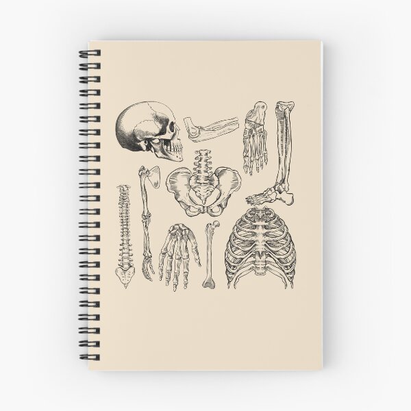 Item preview, Orthopedics - Human Anatomy bones  designed and sold by Lam Assia.