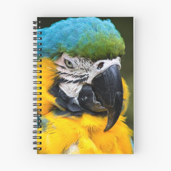 Item preview, Macaw designed and sold by GraphicBazaar.