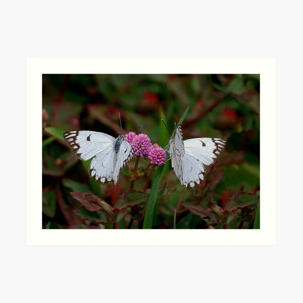 Butterflies Art Print