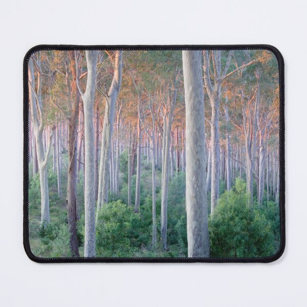 Item preview, Sunrise Spotted Gum Forest Mystery Bay designed and sold by Brett Thompson.