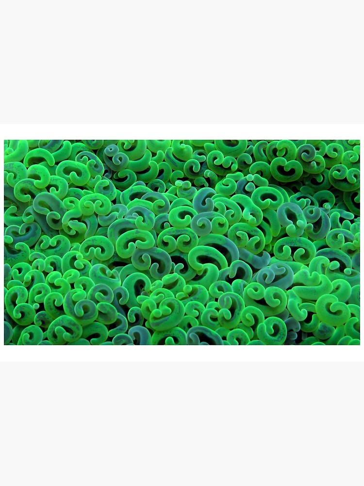 Green Euphyllid by neoniphon