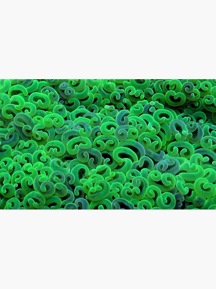 Green Euphyllid by neoniphon