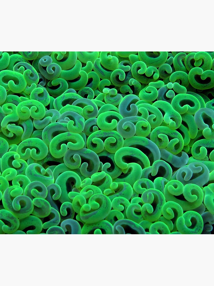 Green Euphyllid by neoniphon