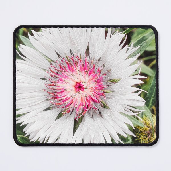 Item preview, Centaurea Pullata Flower designed and sold by Marco Sales.