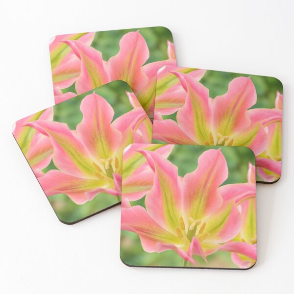 Item preview, Tulipa 'Virichic' Viridiflora Group Tulip designed and sold by Chris Burrows.