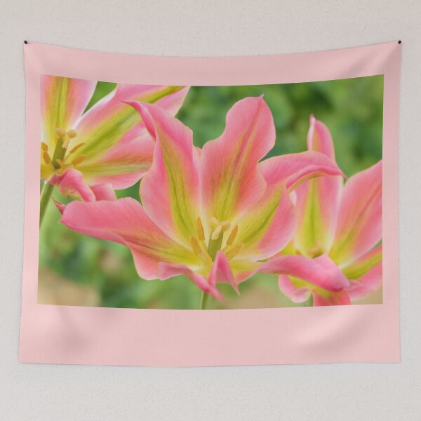Item preview, Tulipa 'Virichic' Viridiflora Group Tulip designed and sold by Chris Burrows.