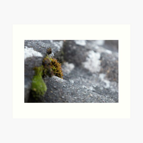 Item preview, Moss on the Roof designed and sold by Calidris Fotografie Steffi & Ben Köppler.