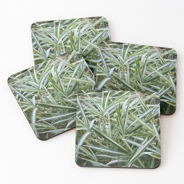 Item preview, Green and white striped spider plant designed and sold by FranWest.