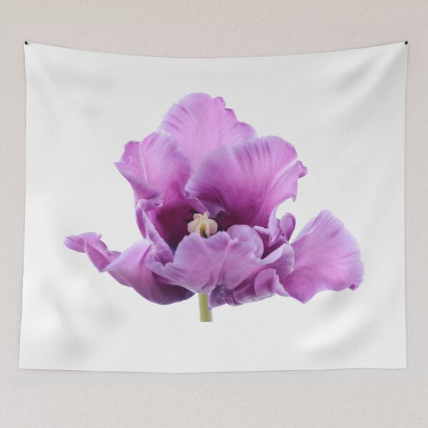 Item preview, Tulipa  'Blue Parrot'  Parrot Group Tulip   designed and sold by Chris Burrows.