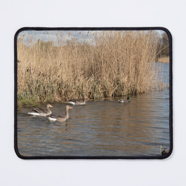 Item preview, Waterfowl designed and sold by Calidris Fotografie Steffi & Ben Köppler.