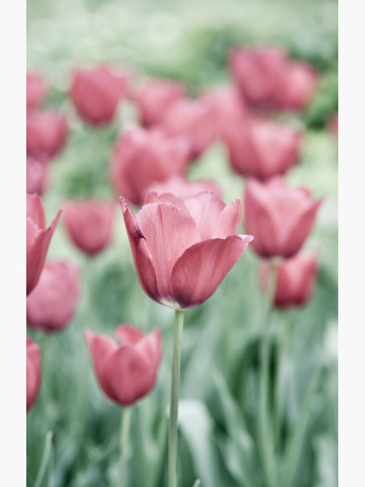Pink Tulip Field by gardenpictures