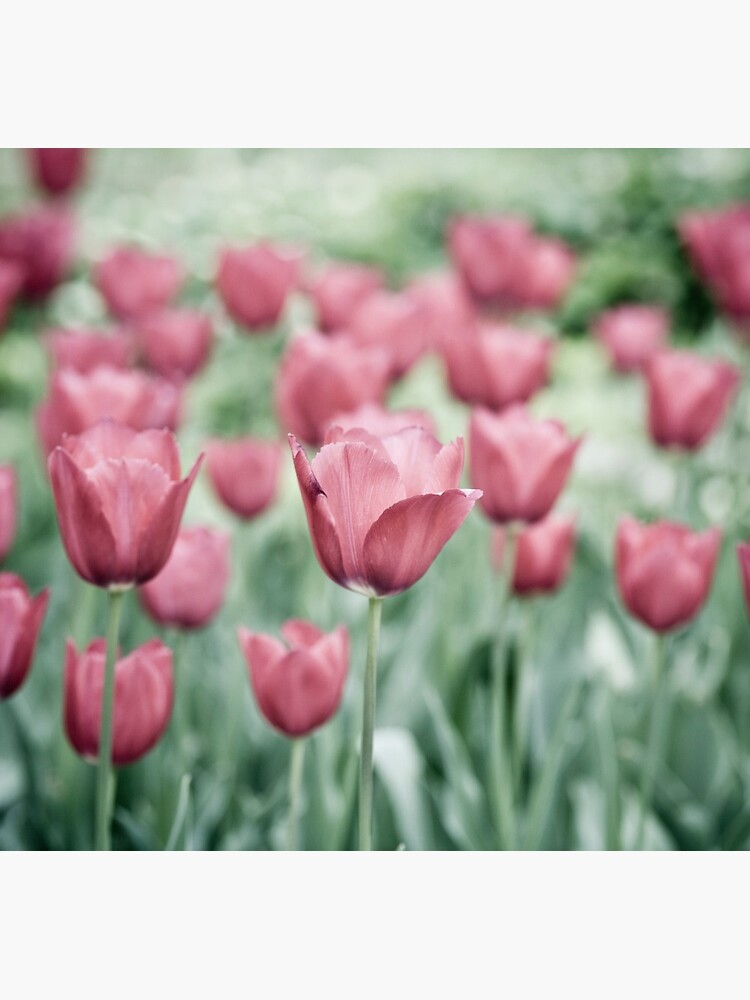 Pink Tulip Field by gardenpictures