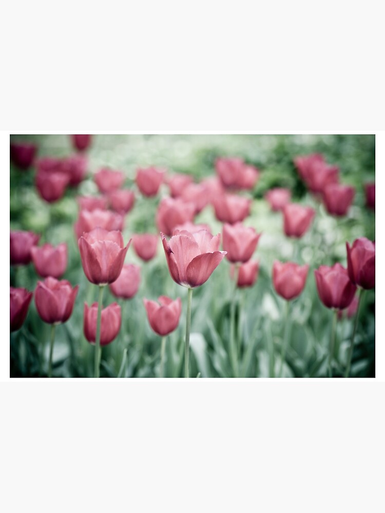 Pink Tulip Field by gardenpictures