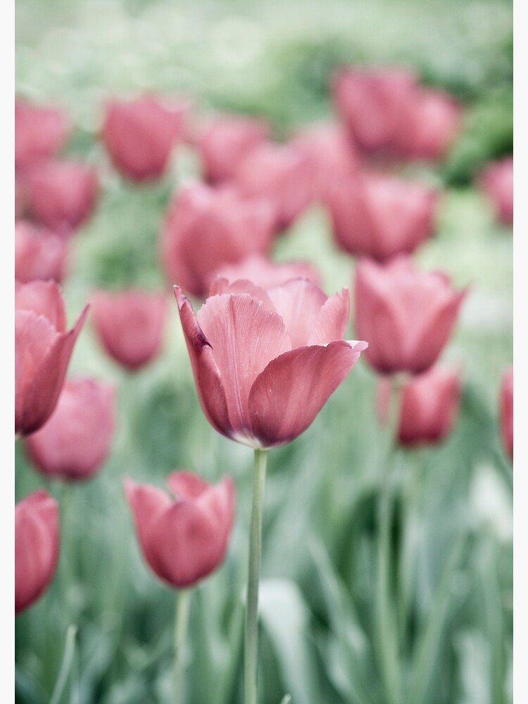 Pink Tulip Field by gardenpictures
