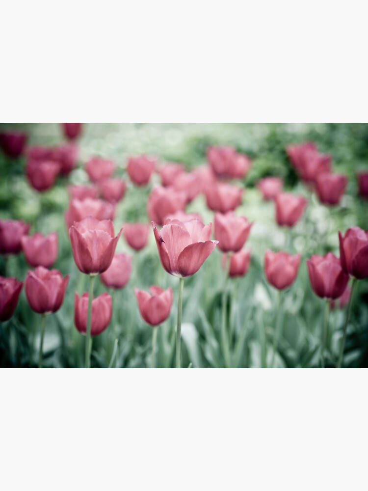 Pink Tulip Field by gardenpictures