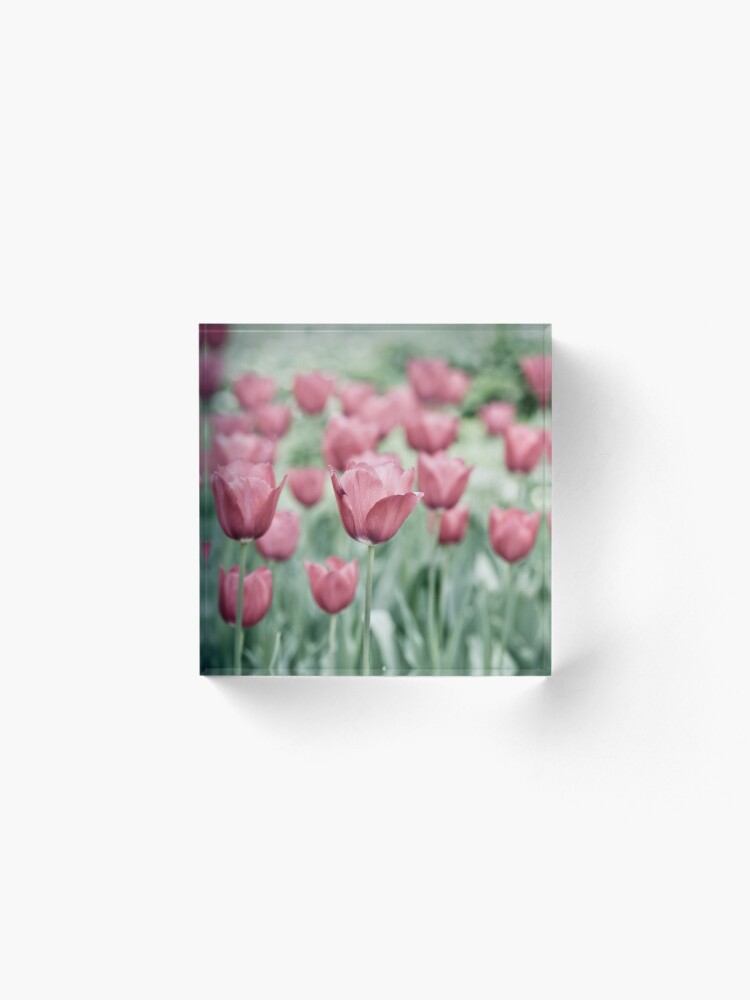 Alternate view of Pink Tulip Field Acrylic Block