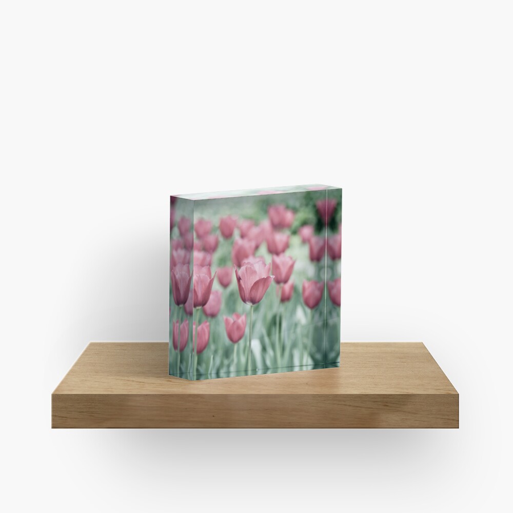 Pink Tulip Field Acrylic Block