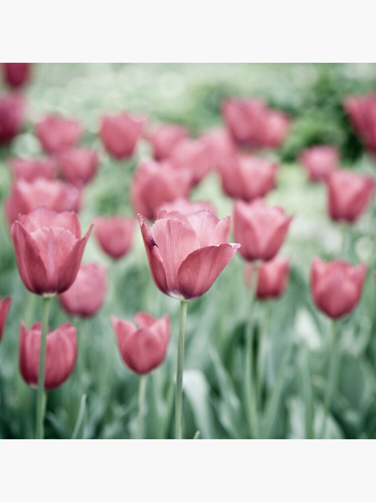 Pink Tulip Field by gardenpictures