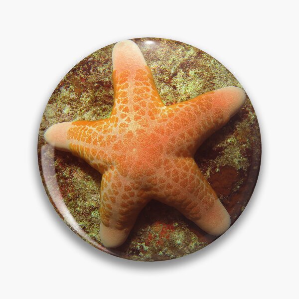 Item preview, Sea Star designed and sold by amosgazit.