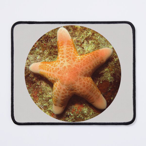 Item preview, Sea Star designed and sold by amosgazit.