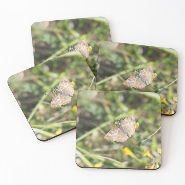 Item preview, Little brown butterfly hesperiidae designed and sold by Syr'photographies.