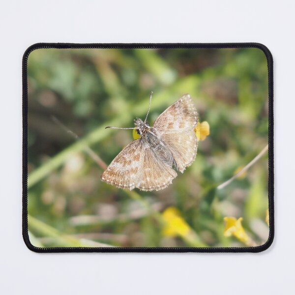 Item preview, Little brown butterfly hesperiidae designed and sold by Syr'photographies.