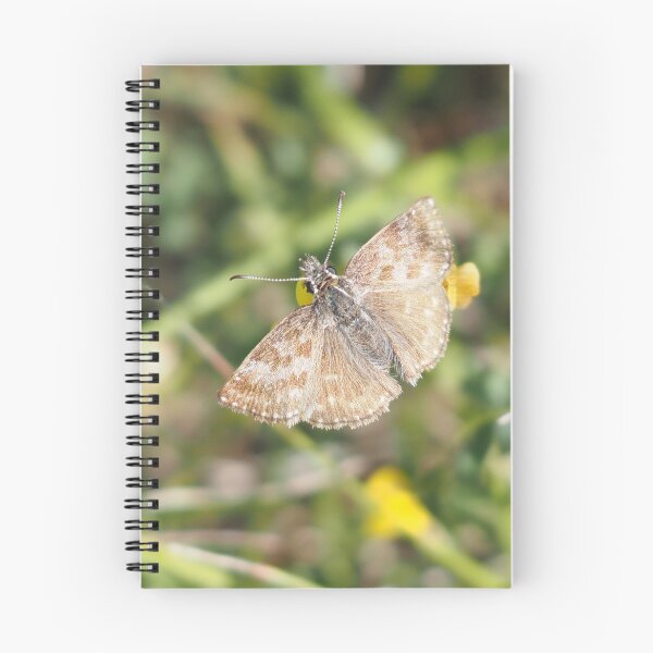 Item preview, Little brown butterfly hesperiidae designed and sold by Syr'photographies.