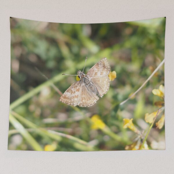 Item preview, Little brown butterfly hesperiidae designed and sold by Syr'photographies.