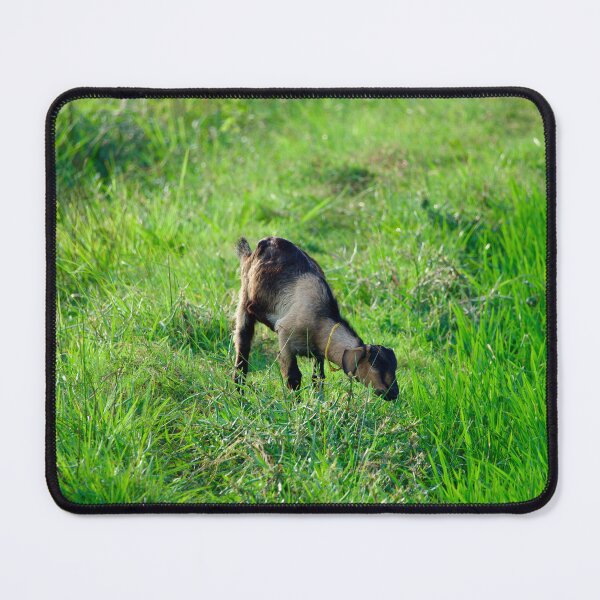 Item preview, Cute goat eating designed and sold by GuruKde.