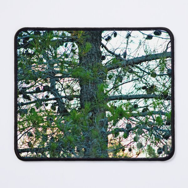 Item preview, Pine Tree with Pine Cones at Sunset Closeup designed and sold by worldways.