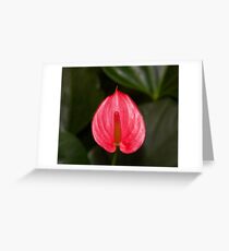 Red Peace Lily Greeting Card
