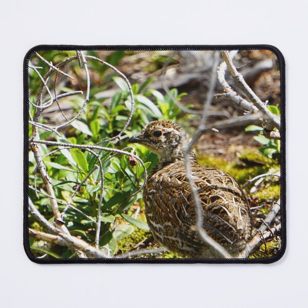 Item preview, Spruce Grouse Chick in the Bitterroots designed and sold by Raulworks.