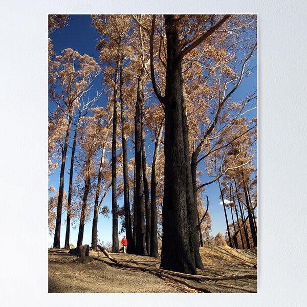 Item preview, After the fires of 7th Feb '09 - Jindivick designed and sold by Bev Pascoe.