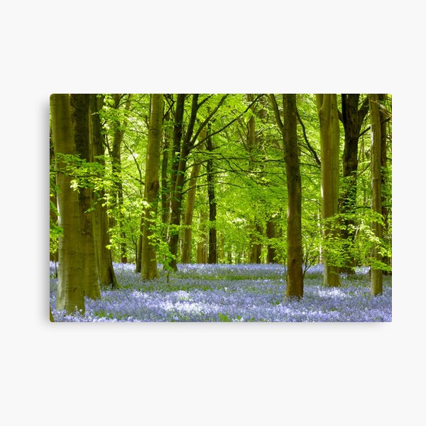 Item preview, Digital Photograph, Sunlit bluebell beech woodland designed and sold by SimonJohnson1.