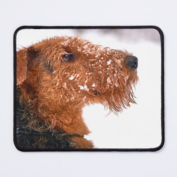 Item preview, Airedale Terrier Photo designed and sold by TheAnimalZ00.
