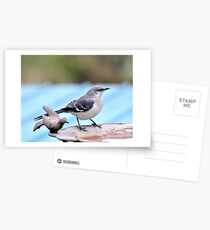 Are You Mocking Me? Postcards