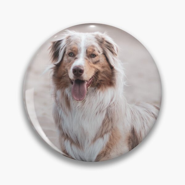 Item preview, Cute Australian Shepherd Photo designed and sold by TheAnimalZ00.