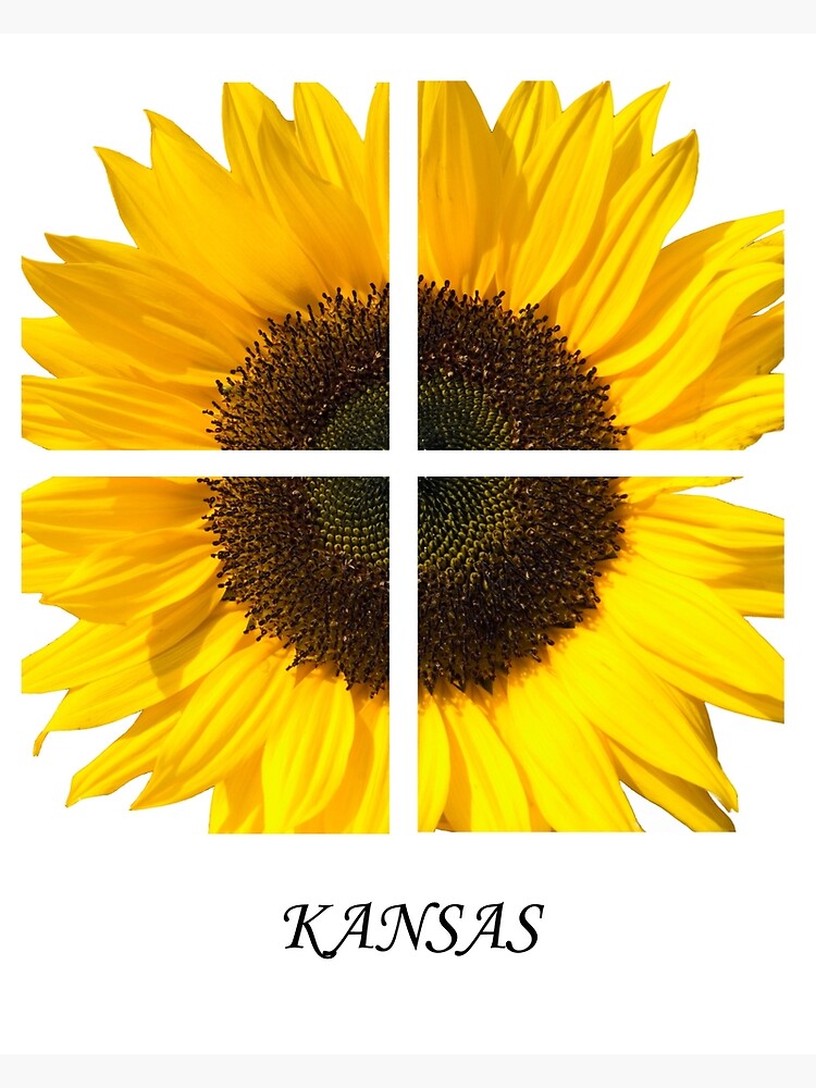 Artwork view, Kasas Sunflower designed and sold by BWBConcepts