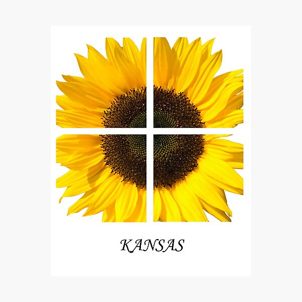 Kasas Sunflower Photographic Print
