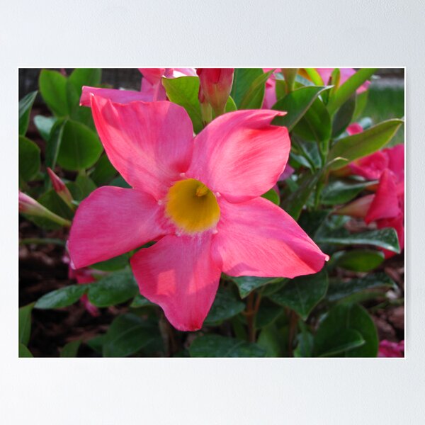 Item preview, Pink Petals designed and sold by MichelleR.