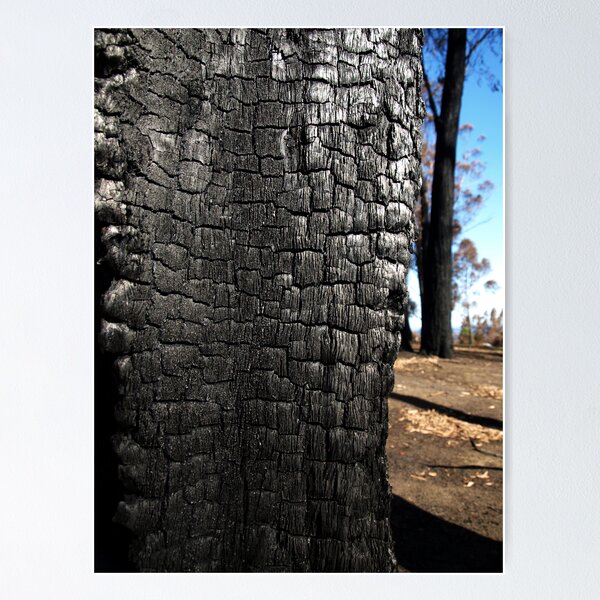 Item preview, Patterns in the bark after the fires of 7 Feb 09 designed and sold by Bev Pascoe.