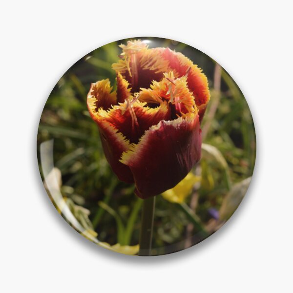 Item preview, Bearded tulip dark red and yellow designed and sold by thesuspire.