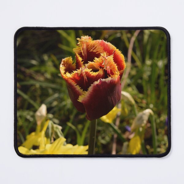 Item preview, Bearded tulip dark red and yellow designed and sold by thesuspire.