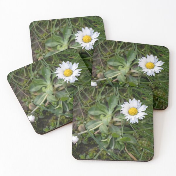 Item preview, Daisy designed and sold by Calidris Fotografie Steffi & Ben Köppler.