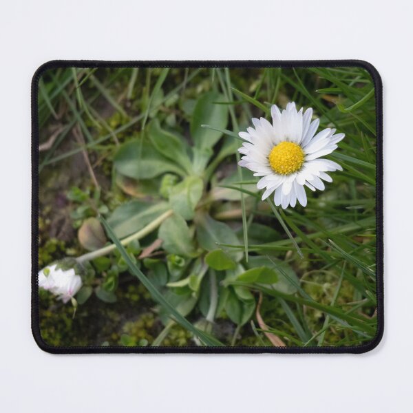 Item preview, Daisy designed and sold by Calidris Fotografie Steffi & Ben Köppler.