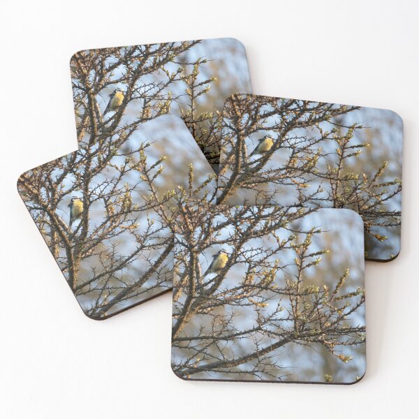 Item preview, Eurasian blue tit on a Sea-Buckthorn designed and sold by Calidris Fotografie Steffi & Ben Köppler.