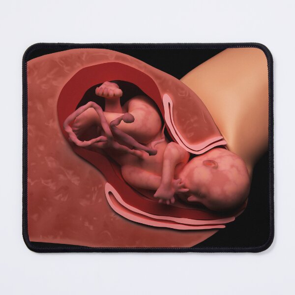 Item preview, STK701560H-Cervical effacement and dilation of the cervix during childbirth. designed and sold by StocktrekImages.