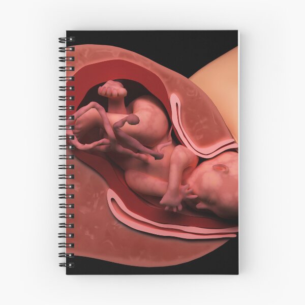 Item preview, STK701560H-Cervical effacement and dilation of the cervix during childbirth. designed and sold by StocktrekImages.