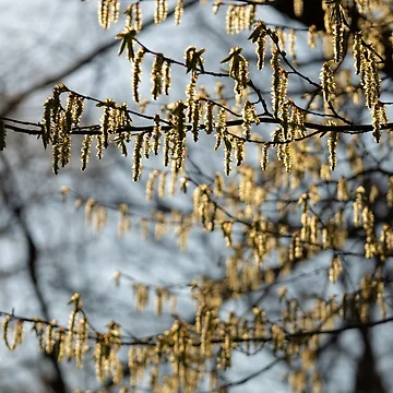 Artwork thumbnail, Spring by Calidris Fotografie Steffi & Ben Köppler