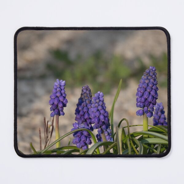 Item preview, Grape Hyacinth designed and sold by Calidris Fotografie Steffi & Ben Köppler.